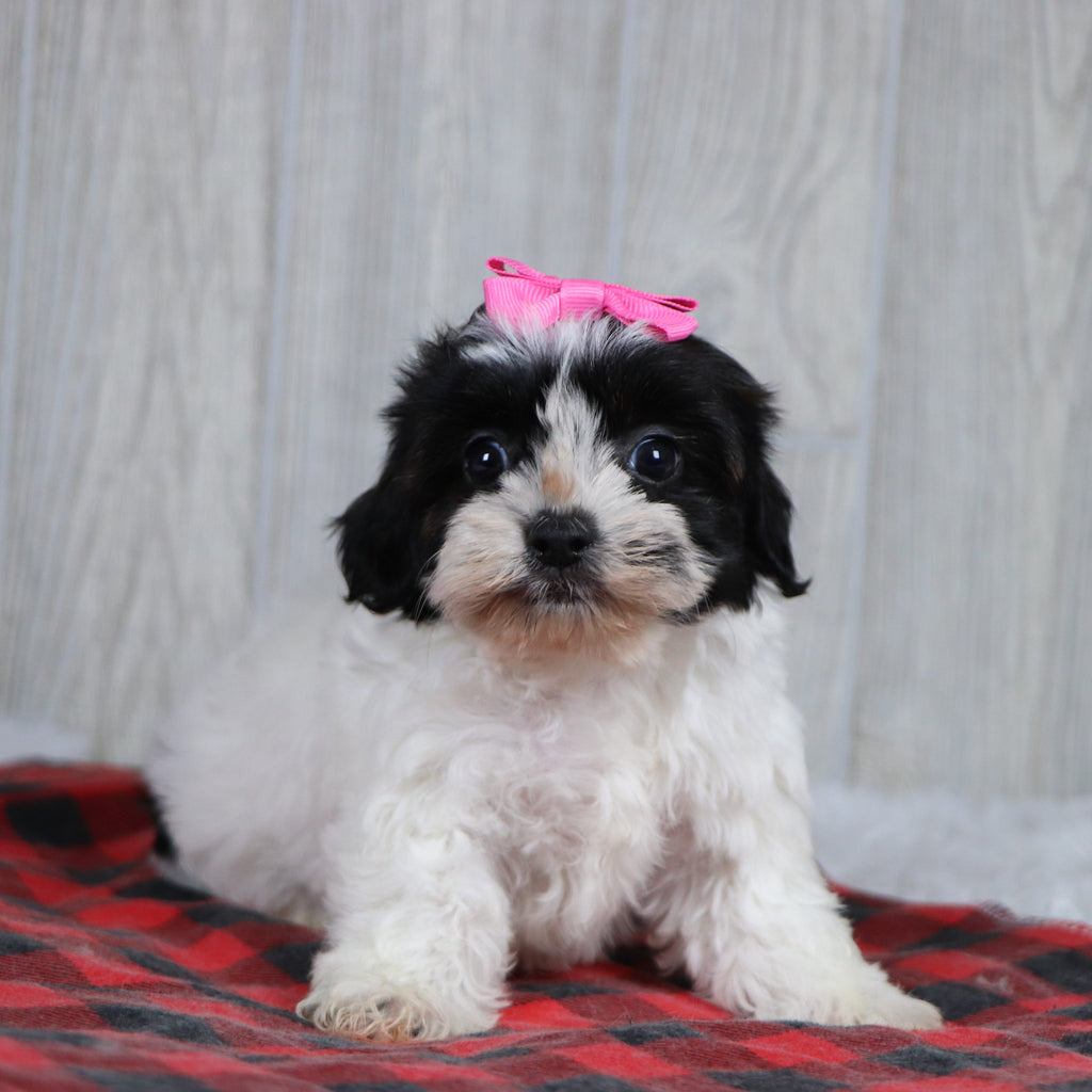 Jean - Available 12/31