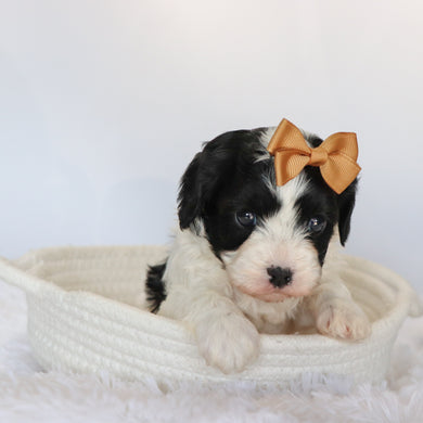 Jenny - Available 9/10