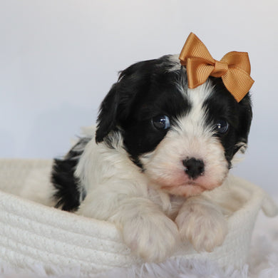Jenny - Available 9/10