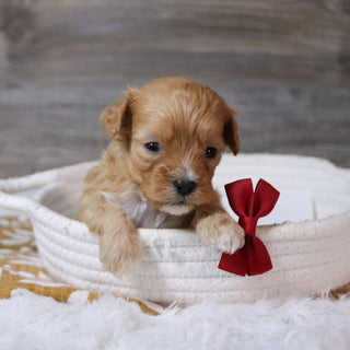 Jeremy - Available 12/23