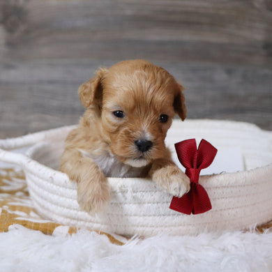 Jeremy - Available 12/23