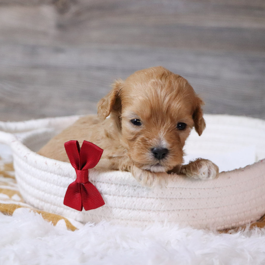 Jeremy - Available 12/23