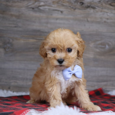 Jeremy - Available 12/23