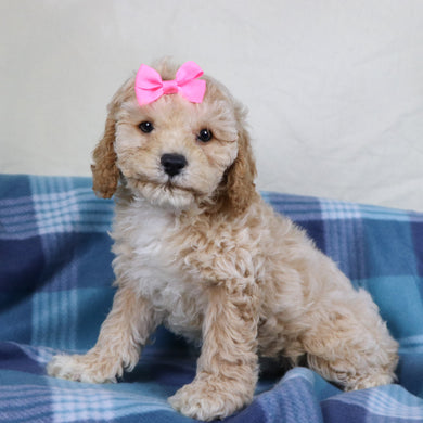 Jessi - Available 1/15