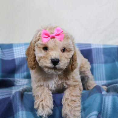 Jessi - Available 1/15