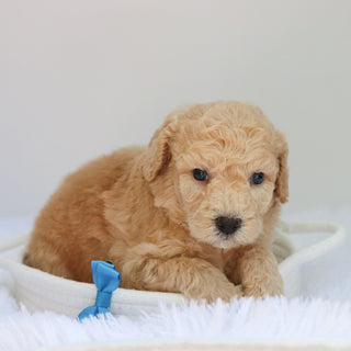 Jessie - Available 9/3