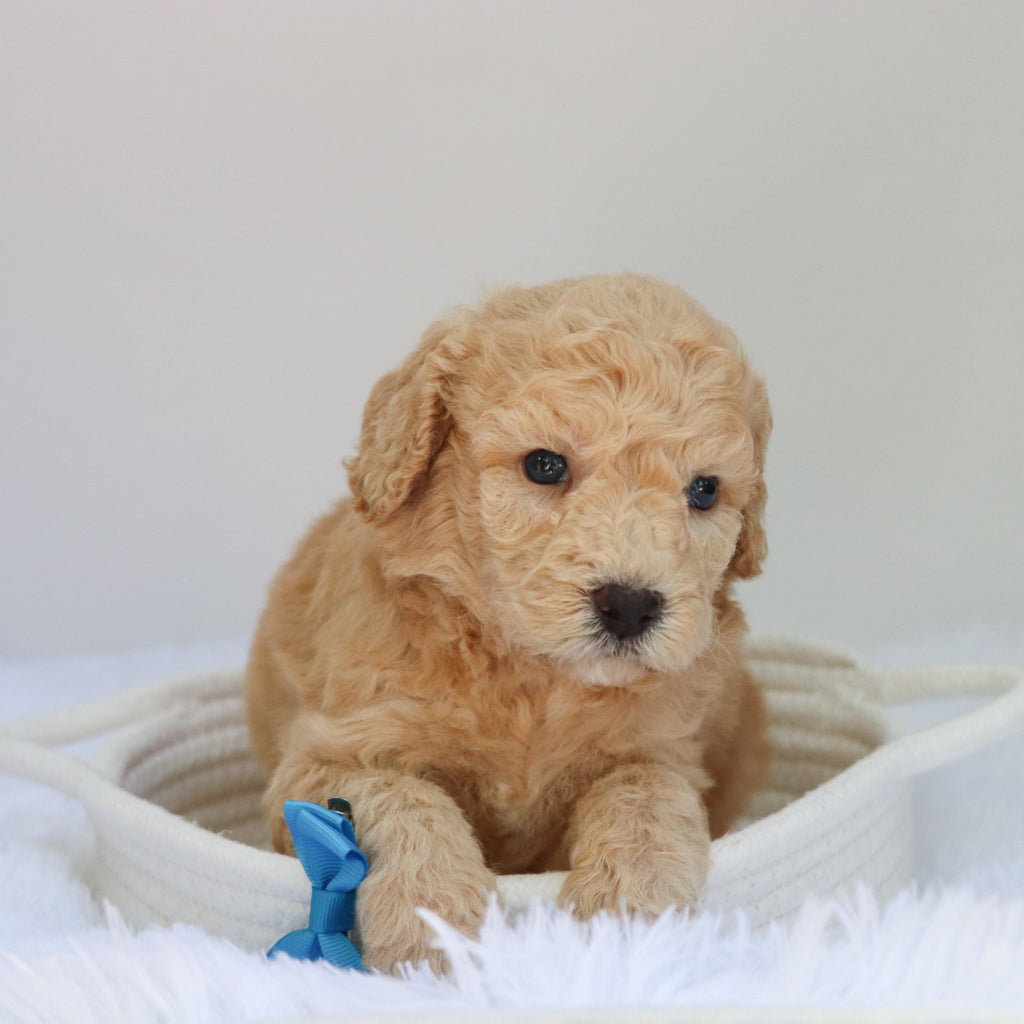 Jessie - Available 9/3
