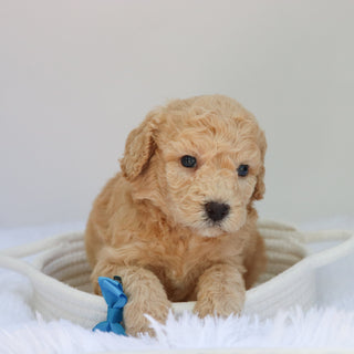 Jessie - Available 9/3
