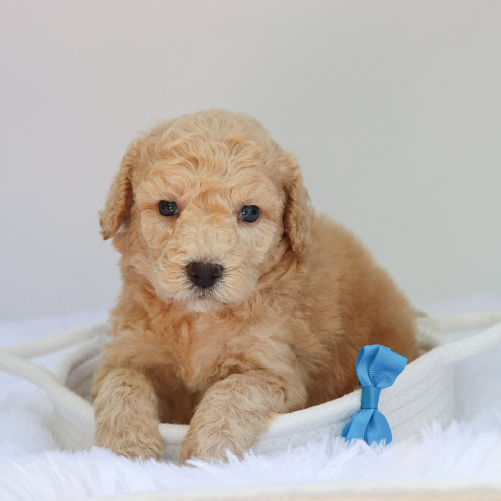 Jessie - Available 9/3