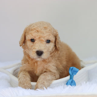 Jessie - Available 9/3