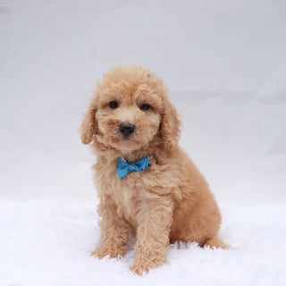 Jessie - Available 9/3