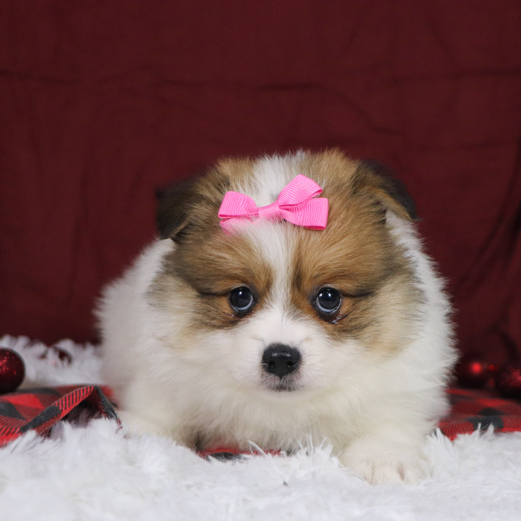 Jetta - Available Now