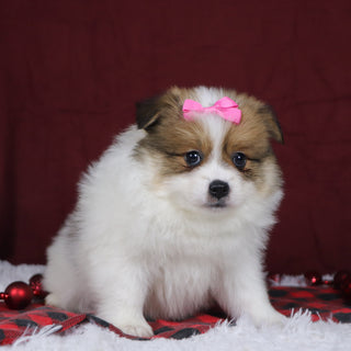 Jetta - Available Now