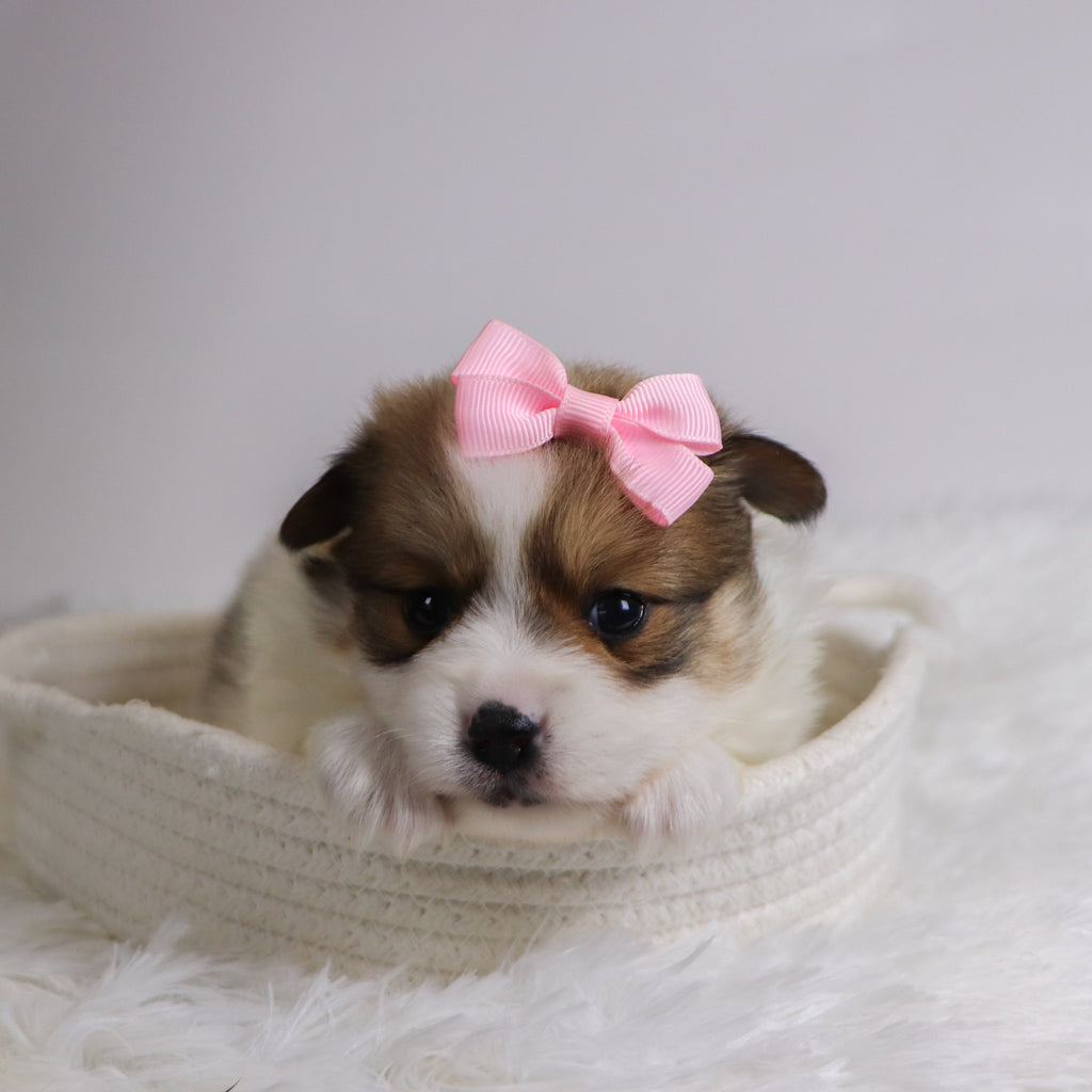 Jetta - Available 12/3