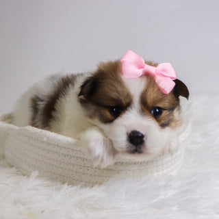 Jetta - Available 12/3