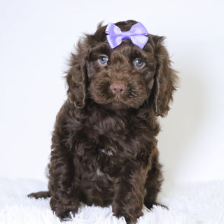 Jillian - Available 10/29