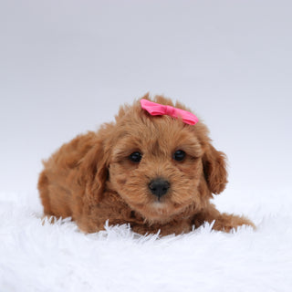 Jodi - Available 7/23