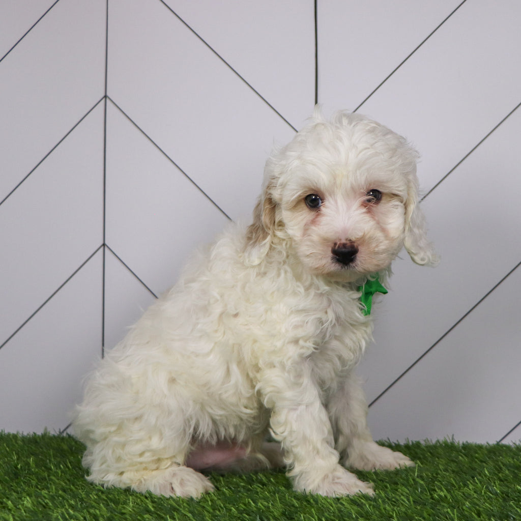 Joey - Available 1/15