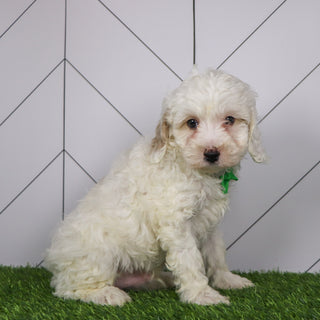 Joey - Available 1/15