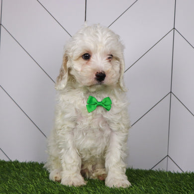 Joey - Available 1/15