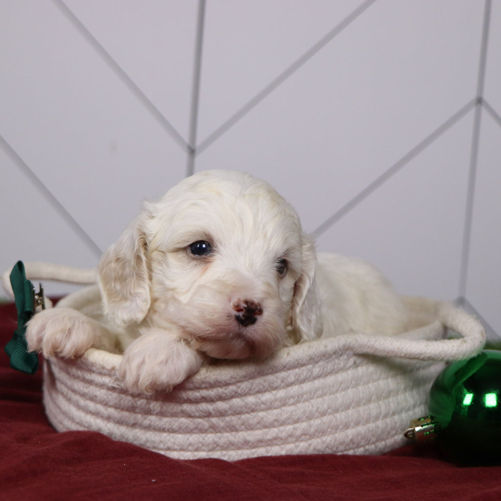 Joey - Available 1/14