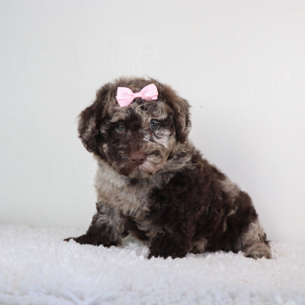 Jolie - Available Now