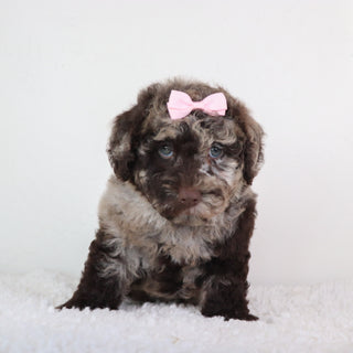 Jolie - Available Now