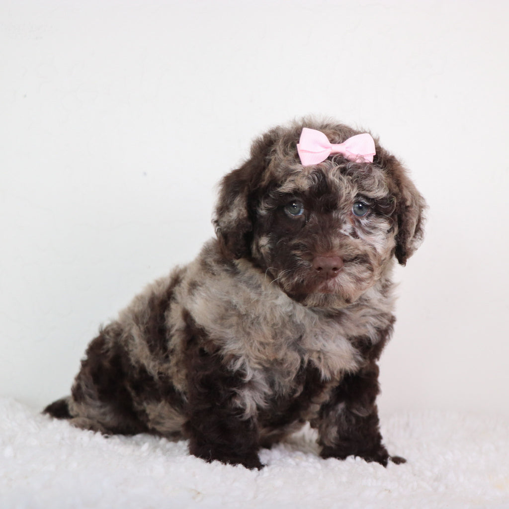 Jolie - Available Now