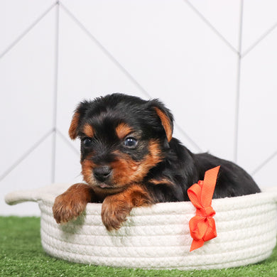PUppies for sale in Hillsborough