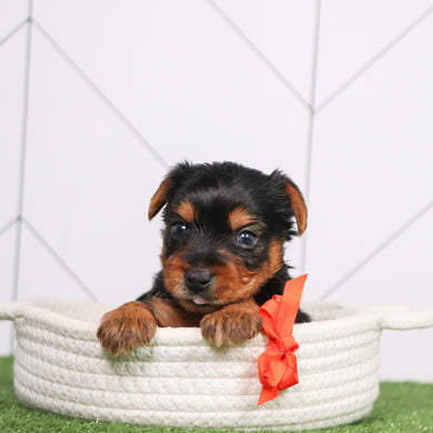 Puppies for sale in Mocksville
