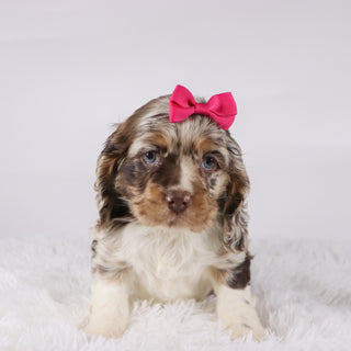 Joyce - Available 10/29