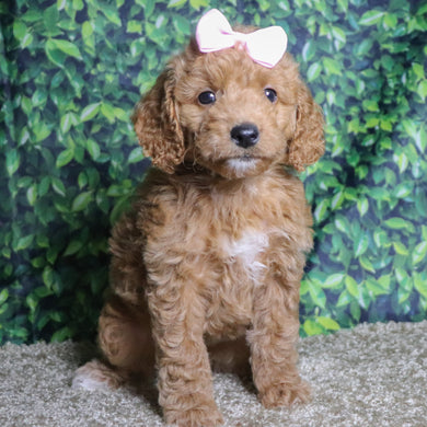 Jules - Available 12/10