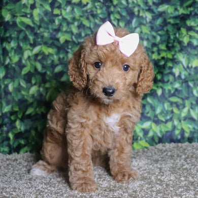 Jules - Available 12/10