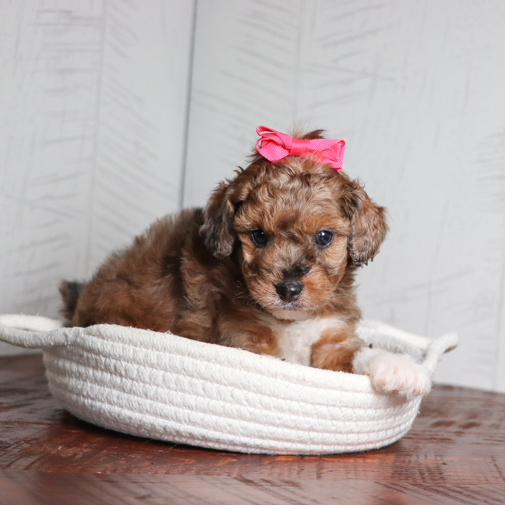 puppies for sale in burlington