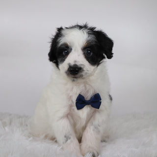 Kaden - Available 10/15