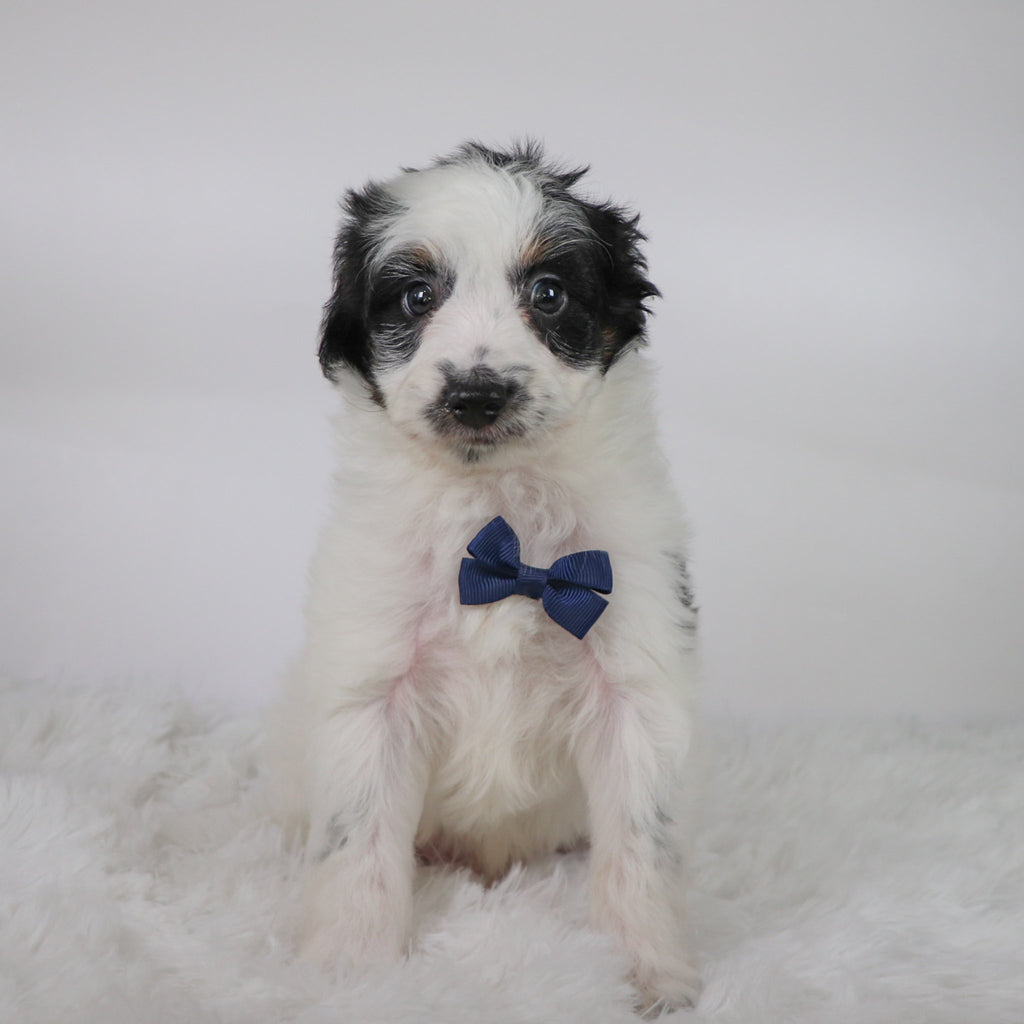 Kaden - Available 10/15