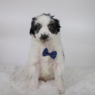 Kaden - Available 10/15