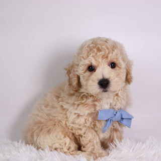 Kane - Available 10/7