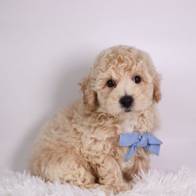 Kane - Available 10/7