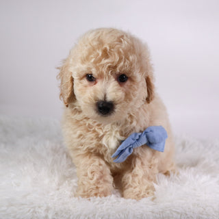 Kane - Available 10/7