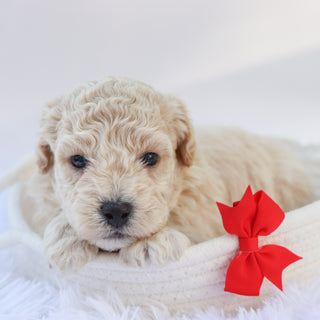 Kane - Available 10/7