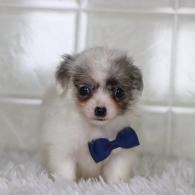 Karl - Available 1/15