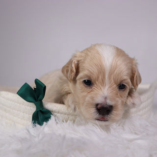Keith - Available 11/26