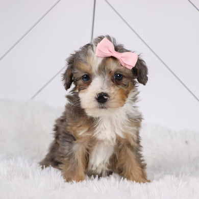 Kenya - Available 1/22