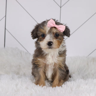 Kenya - Available 1/22