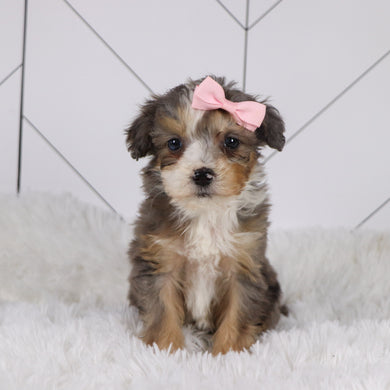 Kenya - Available 1/22