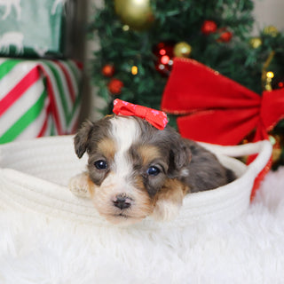 Kenya - Available 1/21