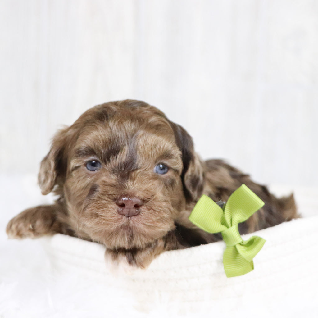 Kip - Available 2/11