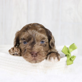 Kip - Available 2/11