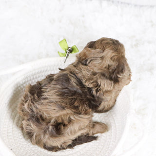 Kip - Available 2/11